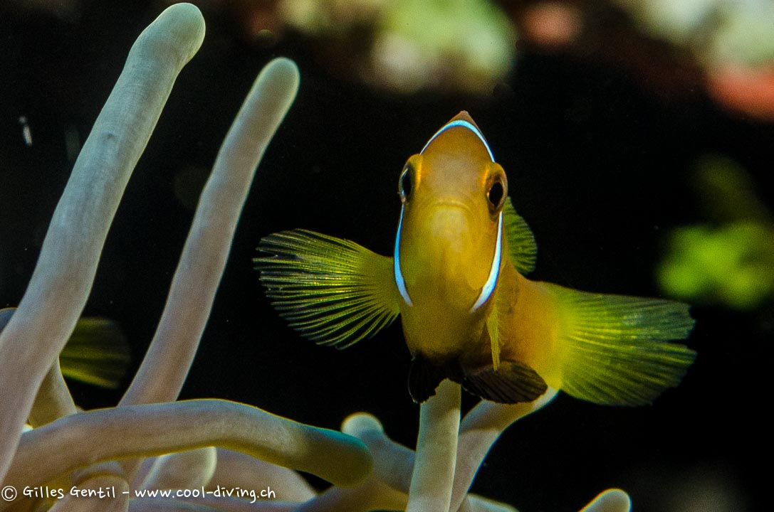 Poisson Clown des Maldives