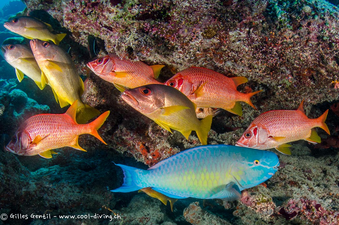 Poisson perroquet, poisson écureuil