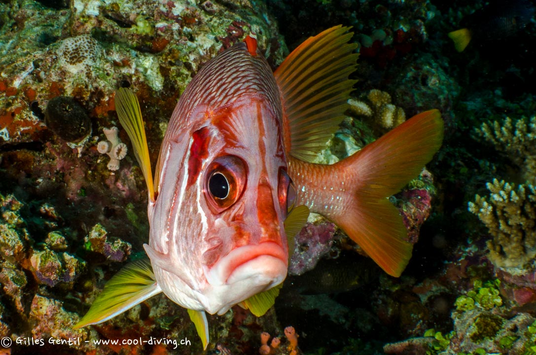 Poisson écureuil à épines