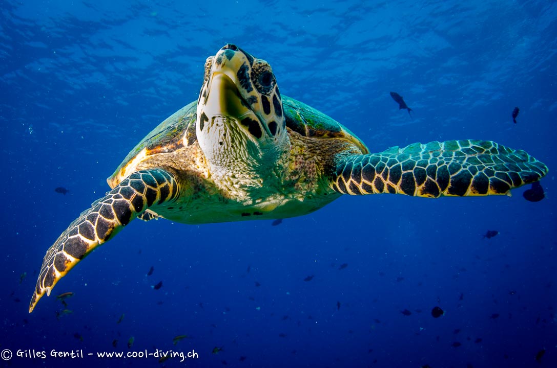 Tortue à écailles