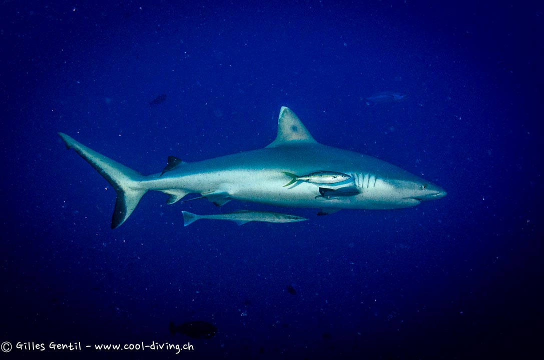 Requin gris de récif